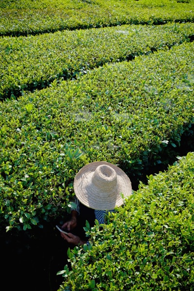 A Person In A Straw Hat Among Green Tea Plants. wallpaper preview