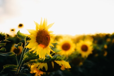Sunflowers In A Field Backlit By The Warm Glow Of Low Sun wallpaper preview