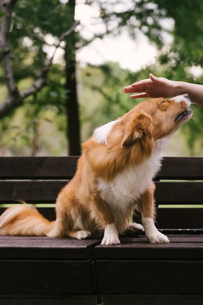 红白绒犬倚暗木凳，闭眼享抚，绿树朦胧