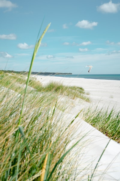 A Seagull Flying Over A White Sand Beach With Tall Dune Grass. wallpaper preview