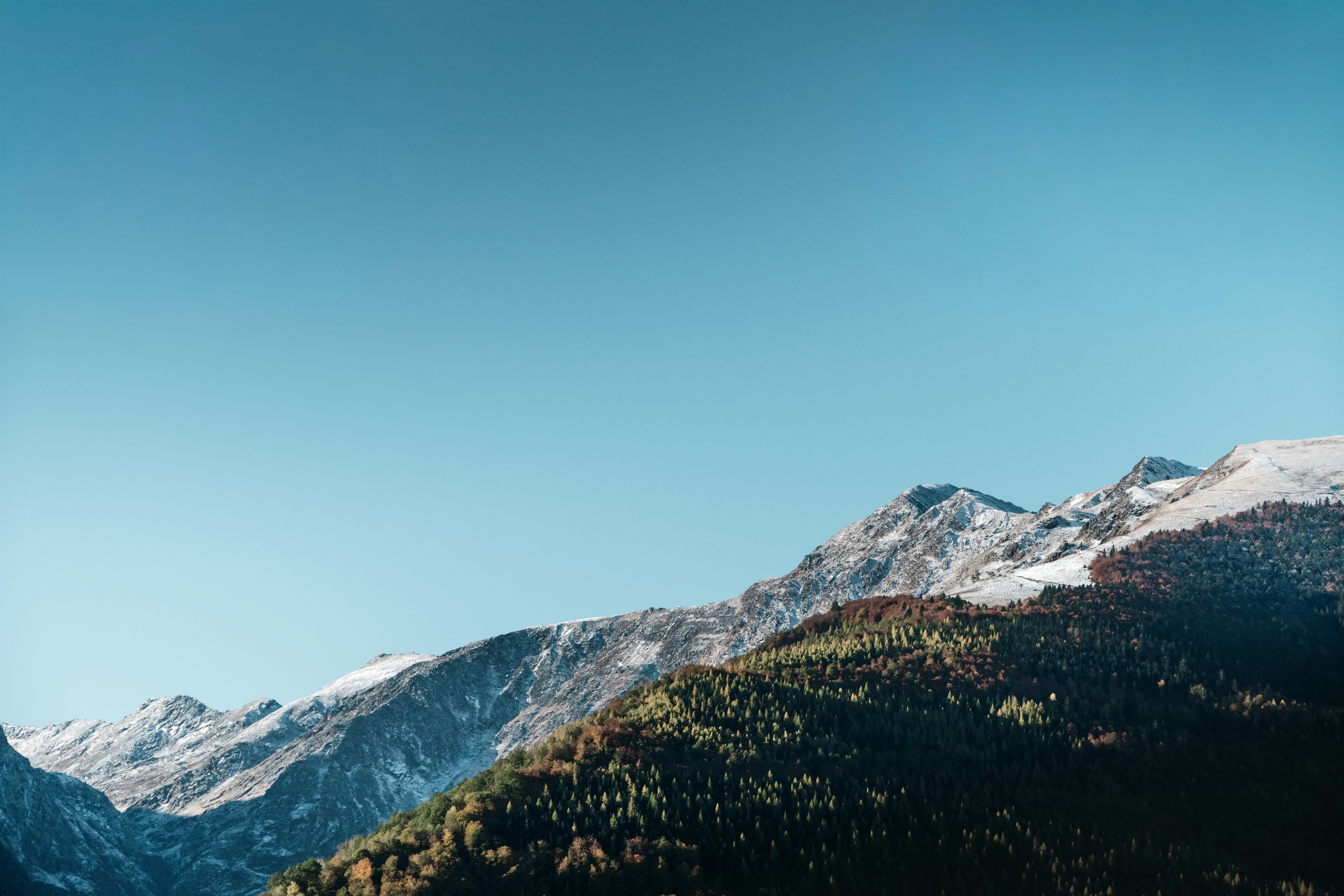 Snow-capped Mountain Peaks Above A Forest Of Evergreen Trees Under A Clear Blue Sky HD mobile wallpaper