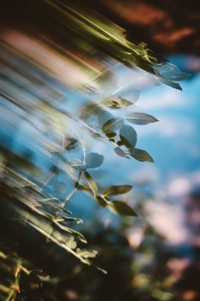 Brown Summer // Reflect Lens Filter wallpaper preview