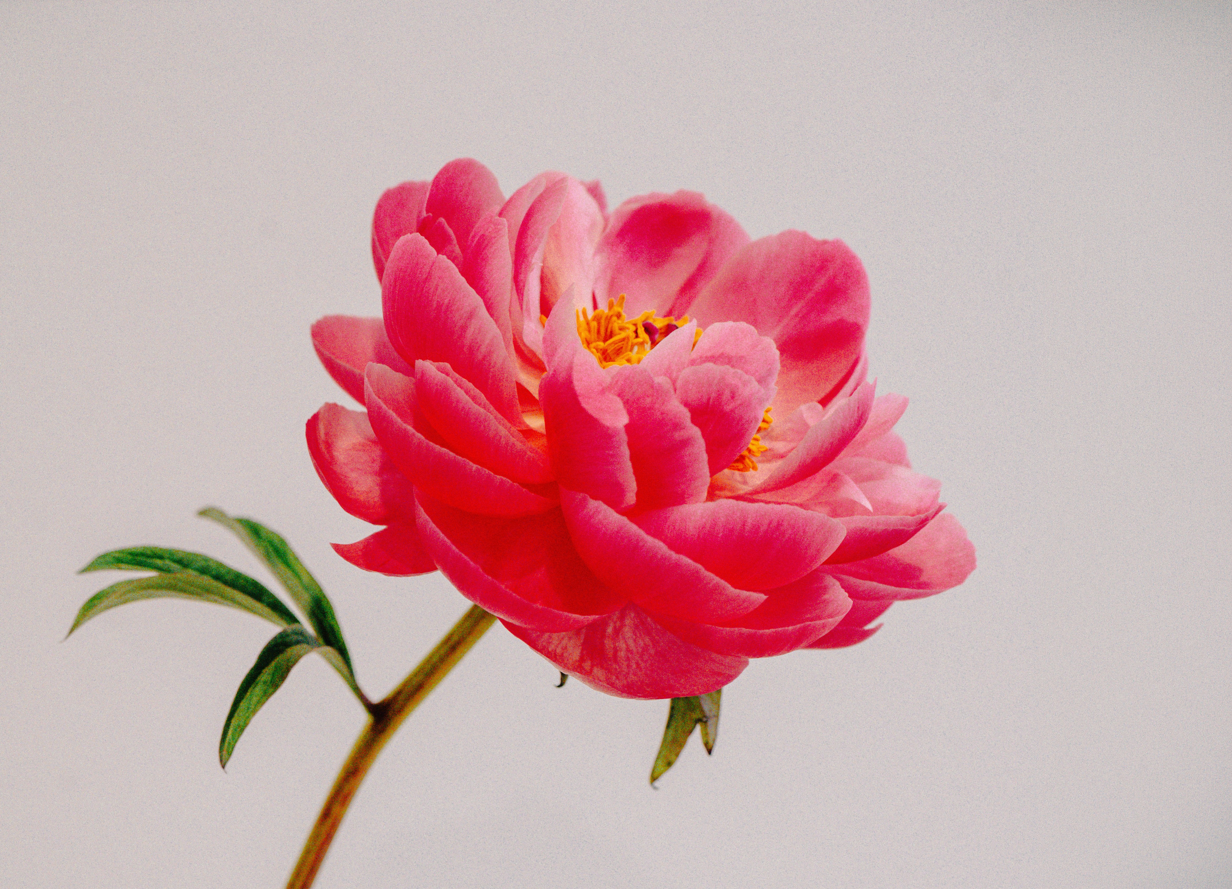Pink Garden Rose HD mobile wallpaper