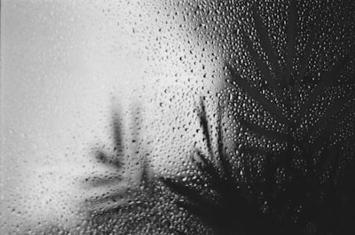 雨點敲窗棕櫚影桌布預覽