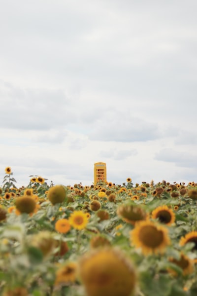 A Bright Yellow Telephone Box Standing In A Vast Field Of Blooming Sunflowers wallpaper preview