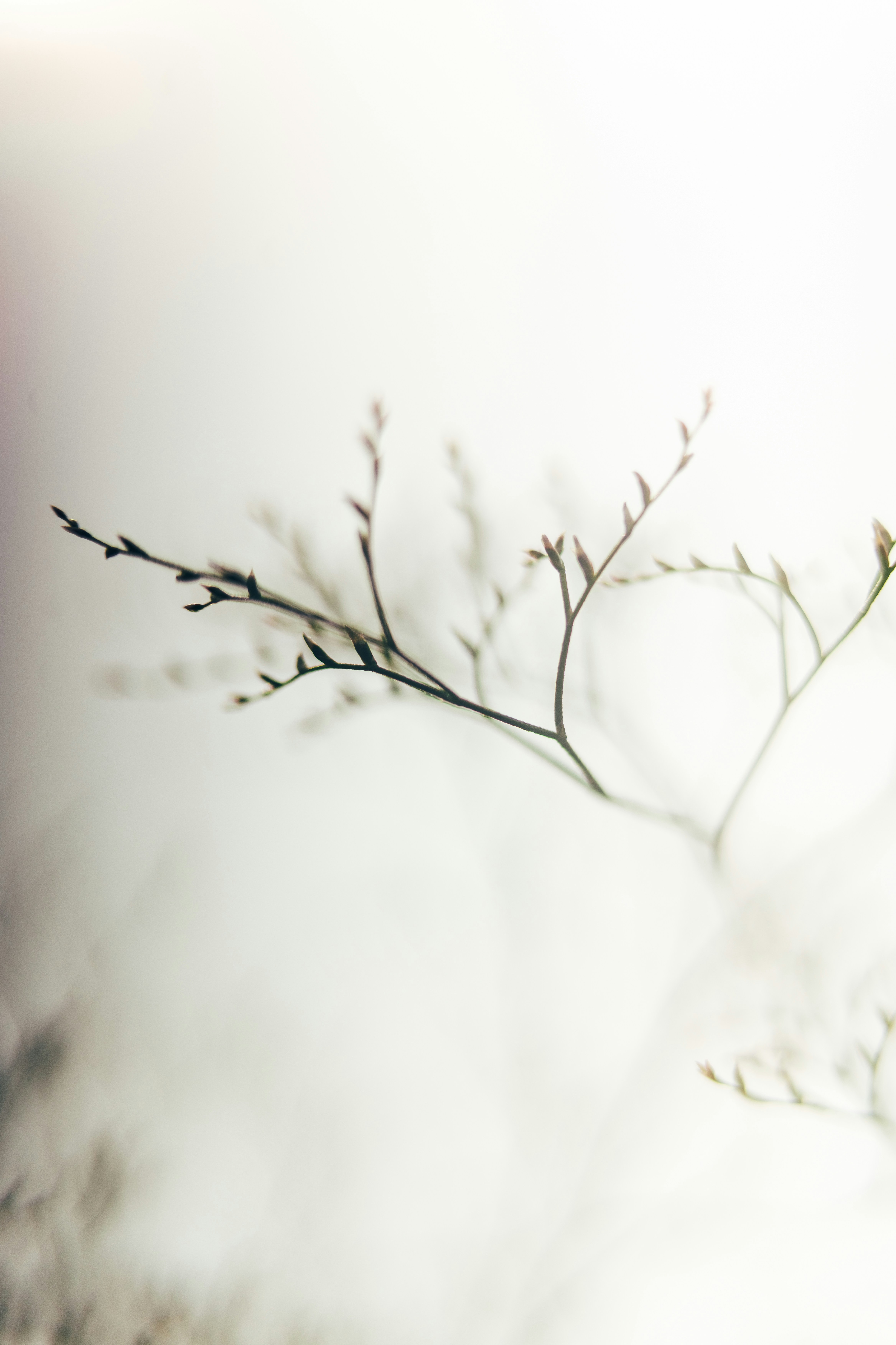 细干枝芽映洁白手机壁纸高清图片