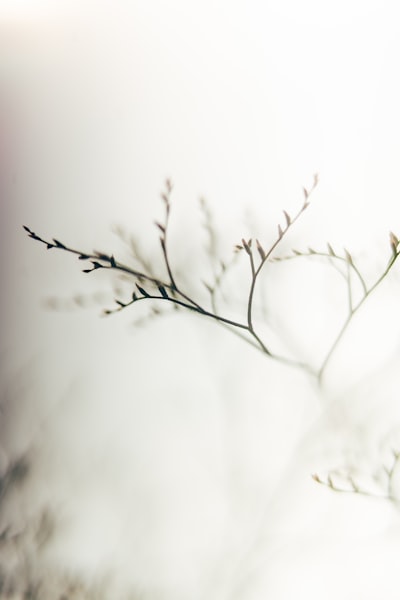 细干枝芽映洁白