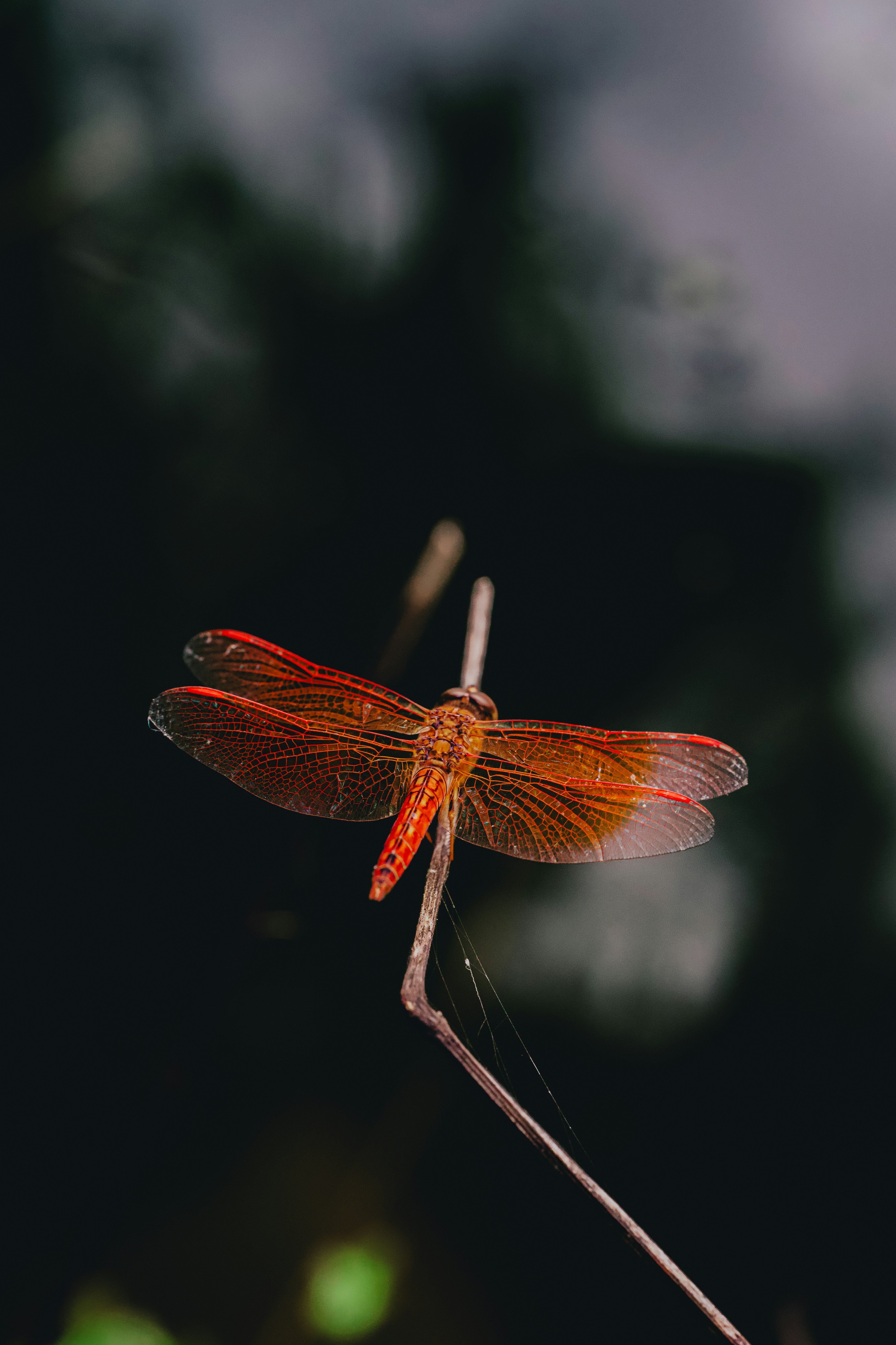 A Vibrant Orange Dragonfly Perched On A Thin Twig Against A Dark Background HD mobile wallpaper