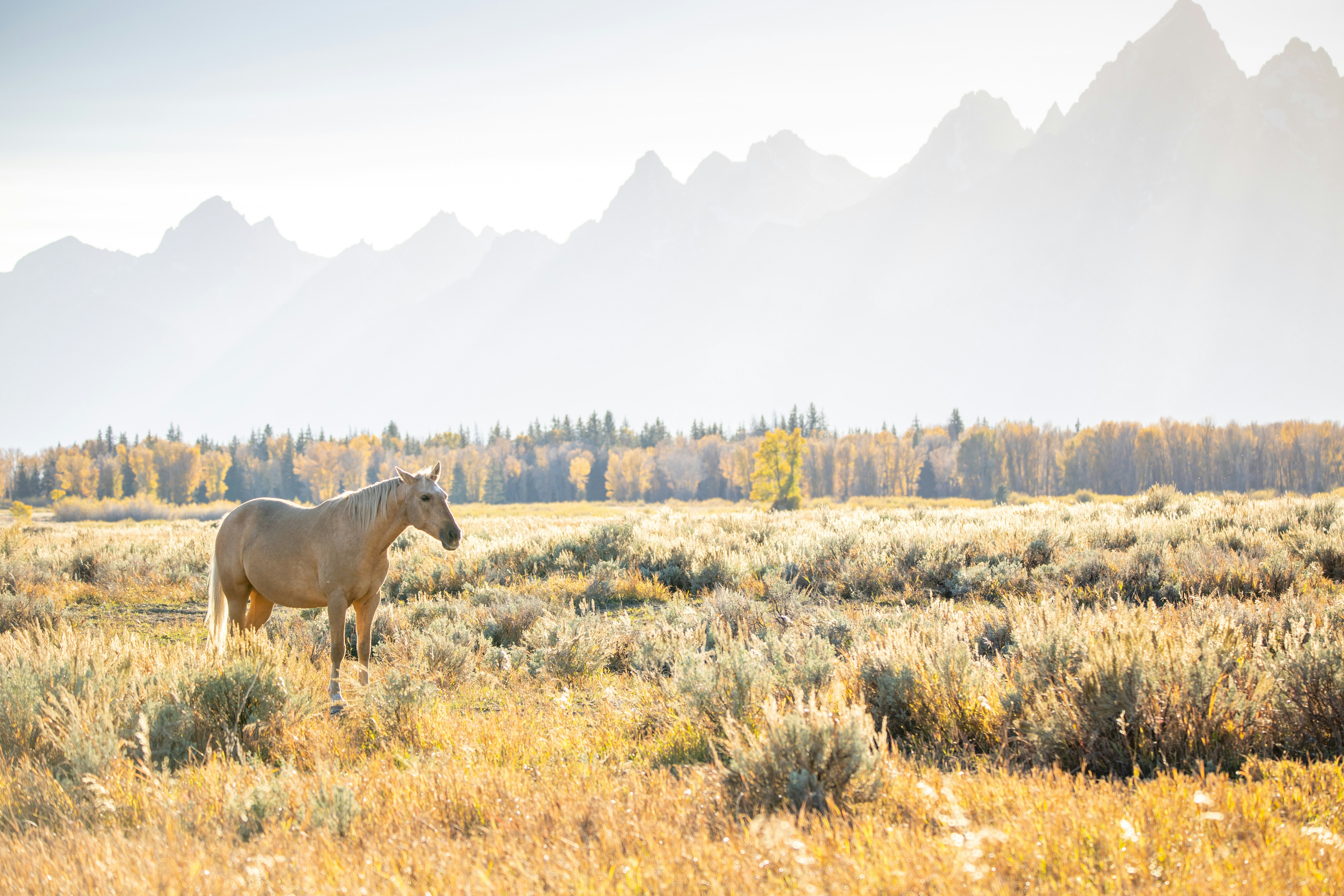A Light Brown Horse In A Golden Meadow Before Distant Jagged Mountains HD mobile wallpaper
