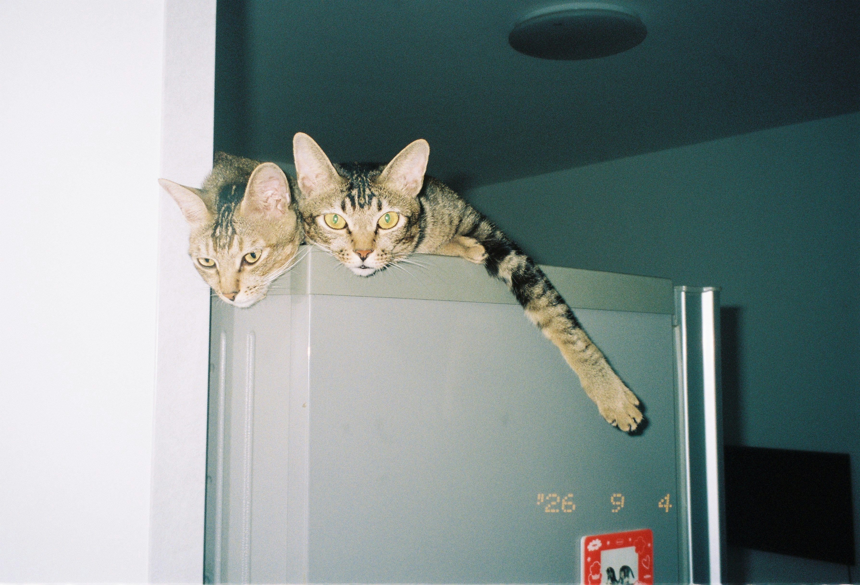 Two Tabby Cats Resting On Top Of A Grey Refrigerator In A Room HD mobile wallpaper