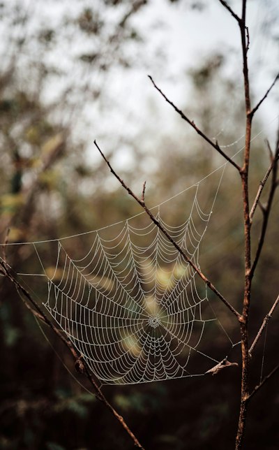 A Spider Web Covered In Morning Dew Between Thin Brown Branches In Feldkirch wallpaper preview