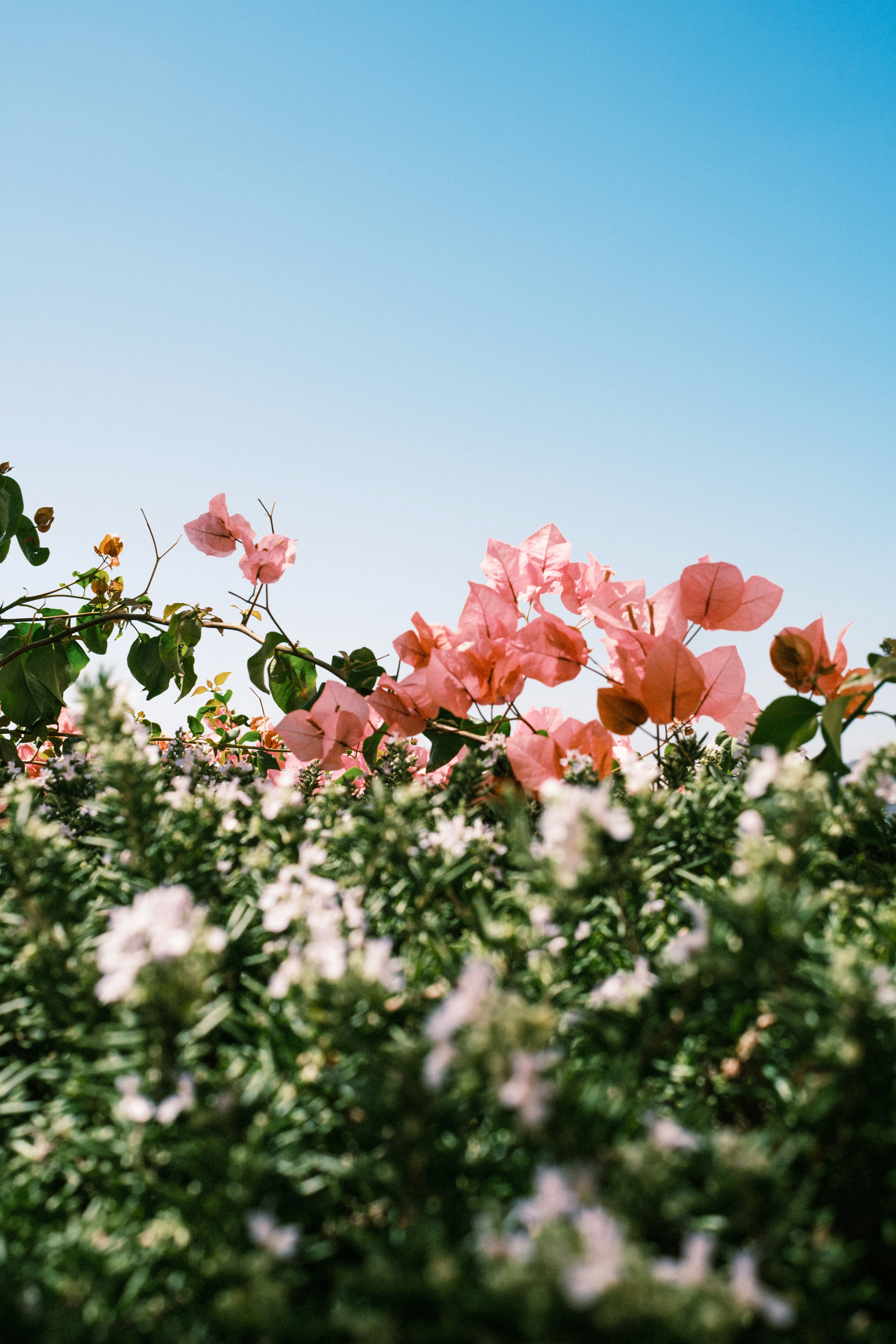 Pink Bougainvillea Flowers And Green Foliage Against A Clear Blue Sky HD mobile wallpaper