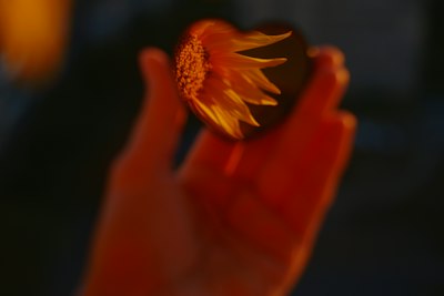 A Hand Holding A Heart-shaped Mirror Reflecting A Yellow Sunflower In Golden Light wallpaper preview