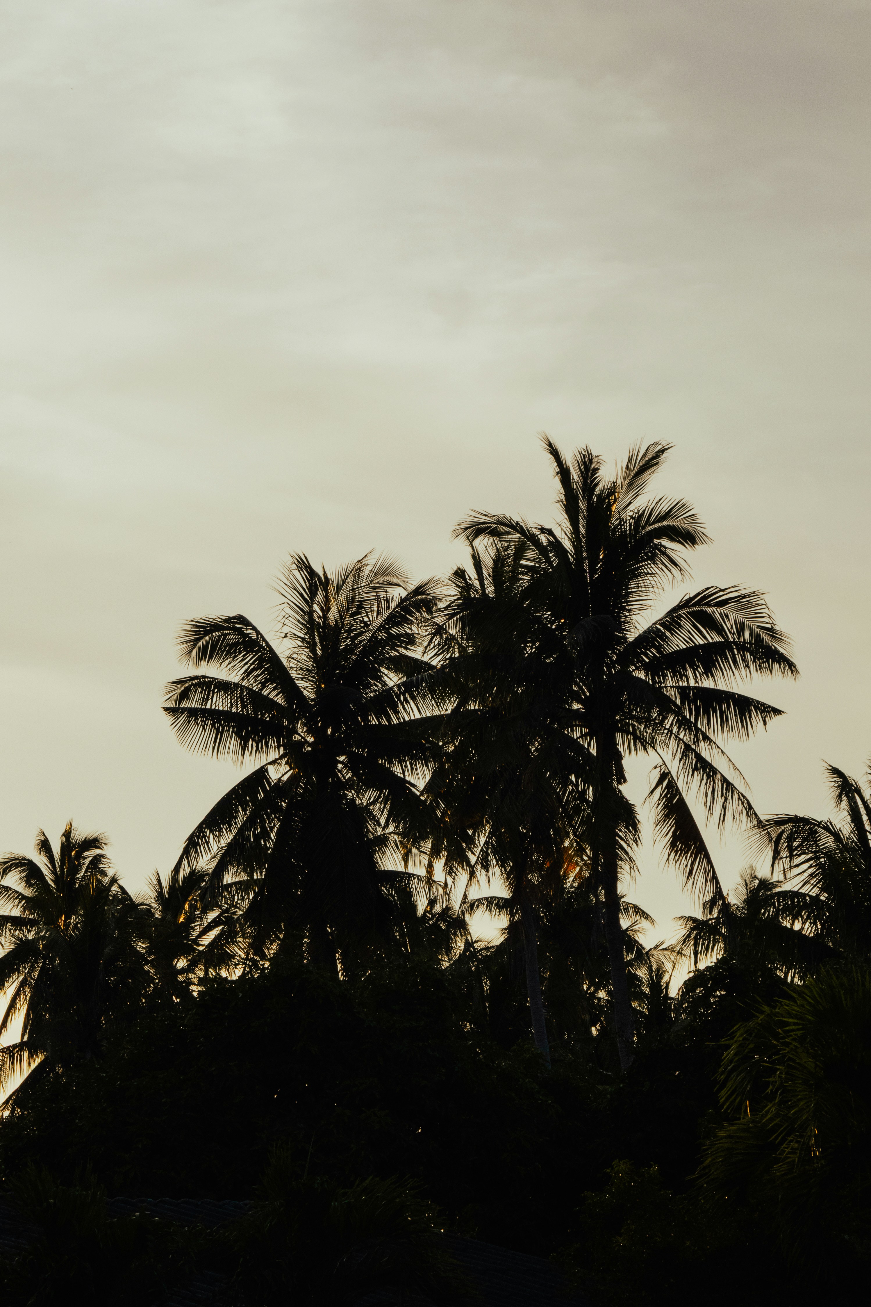 Palm Trees In Silhouette Against An Overcast Sky At Twilight HD mobile wallpaper