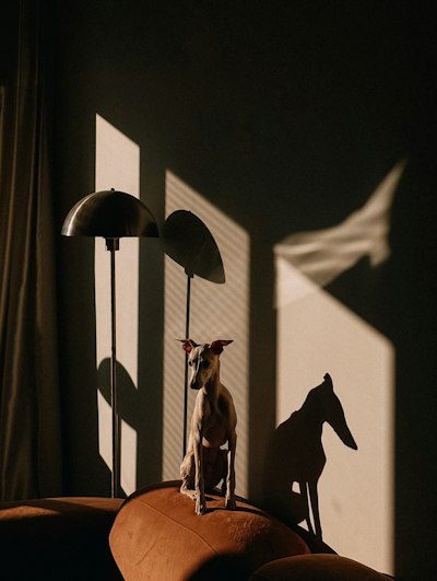 Italian Greyhound Dog wallpaper preview