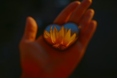 A Sunflower Reflected In A Heart-shaped Mirror Held In A Person's Palm wallpaper preview