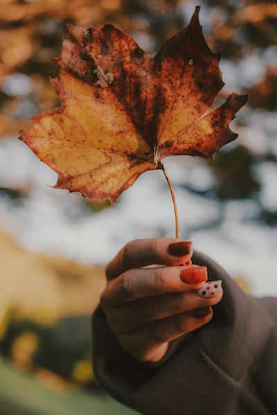 A Hand Holding A Dried Brown Maple Leaf Against A Blurred Autumn Background wallpaper preview