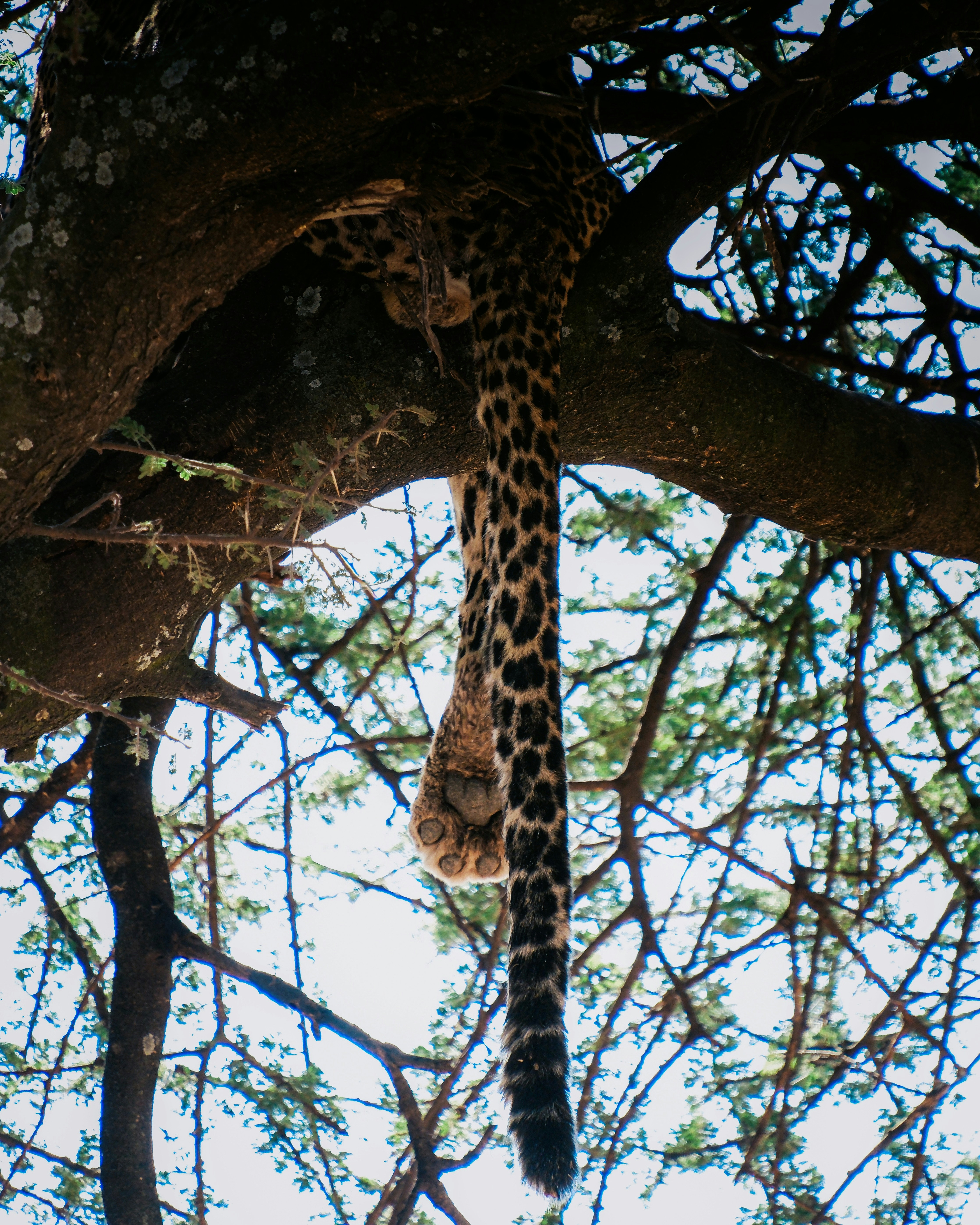 A Leopard Tail And Paw Hanging Down From A Branch In A Tree HD mobile wallpaper