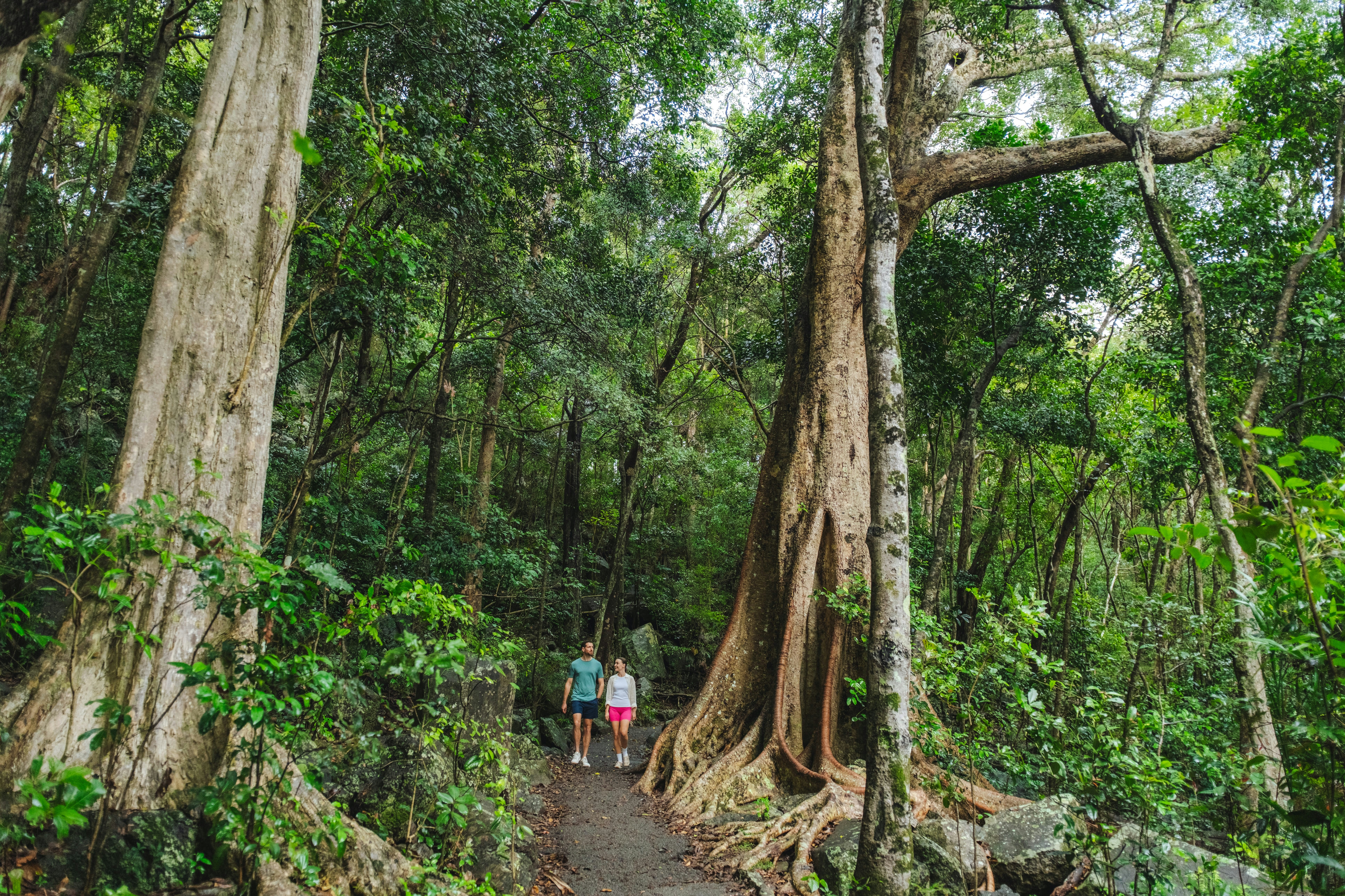 Lush Rainforest Track On Burleigh Headland HD mobile wallpaper