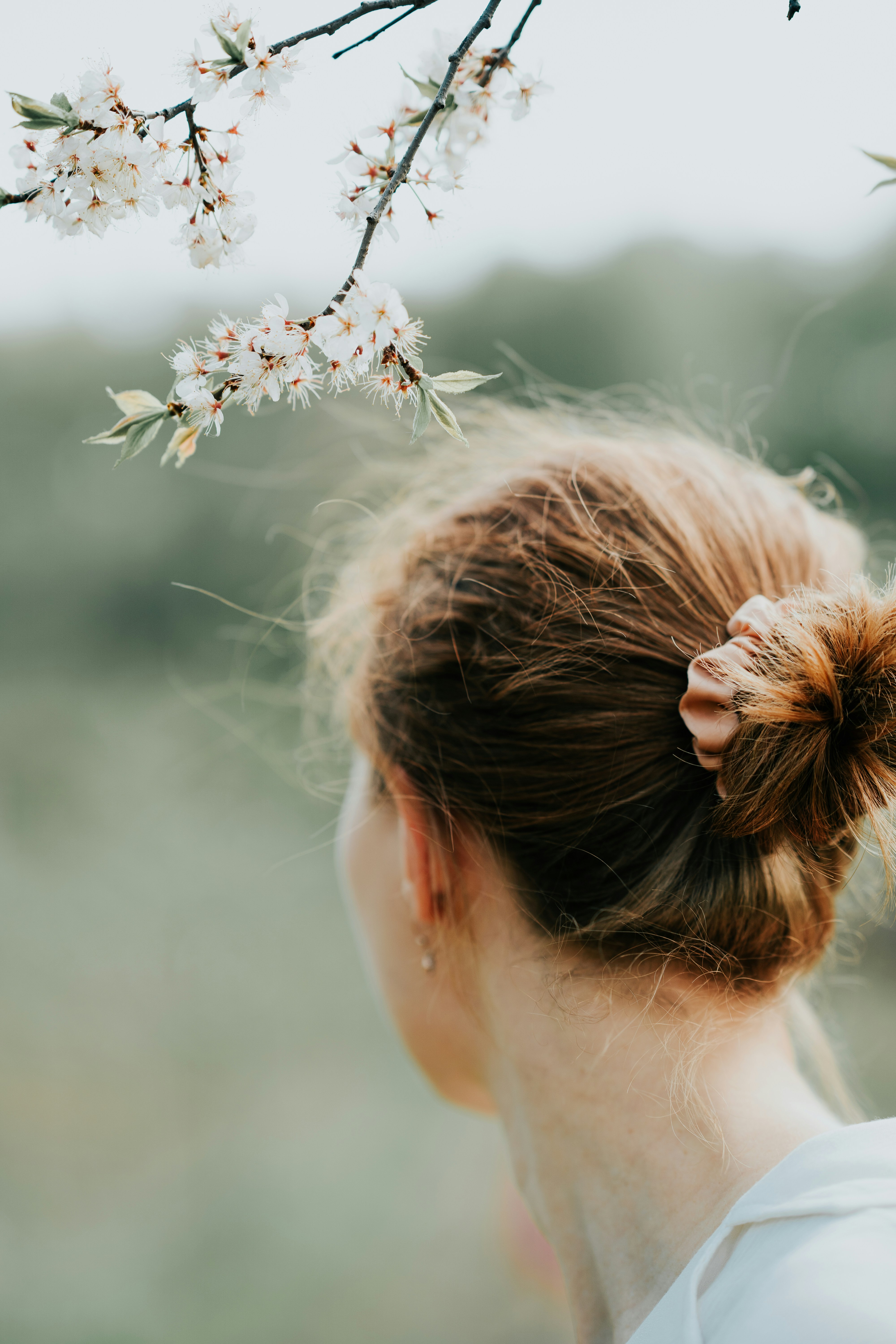 A Person With Auburn Hair In A Bun Near White Cherry Blossoms HD mobile wallpaper