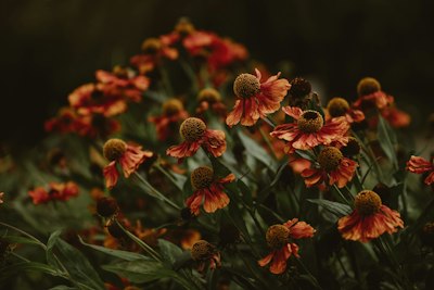 園中橙色噴嚏草暗棕花蕊織團桌布預覽
