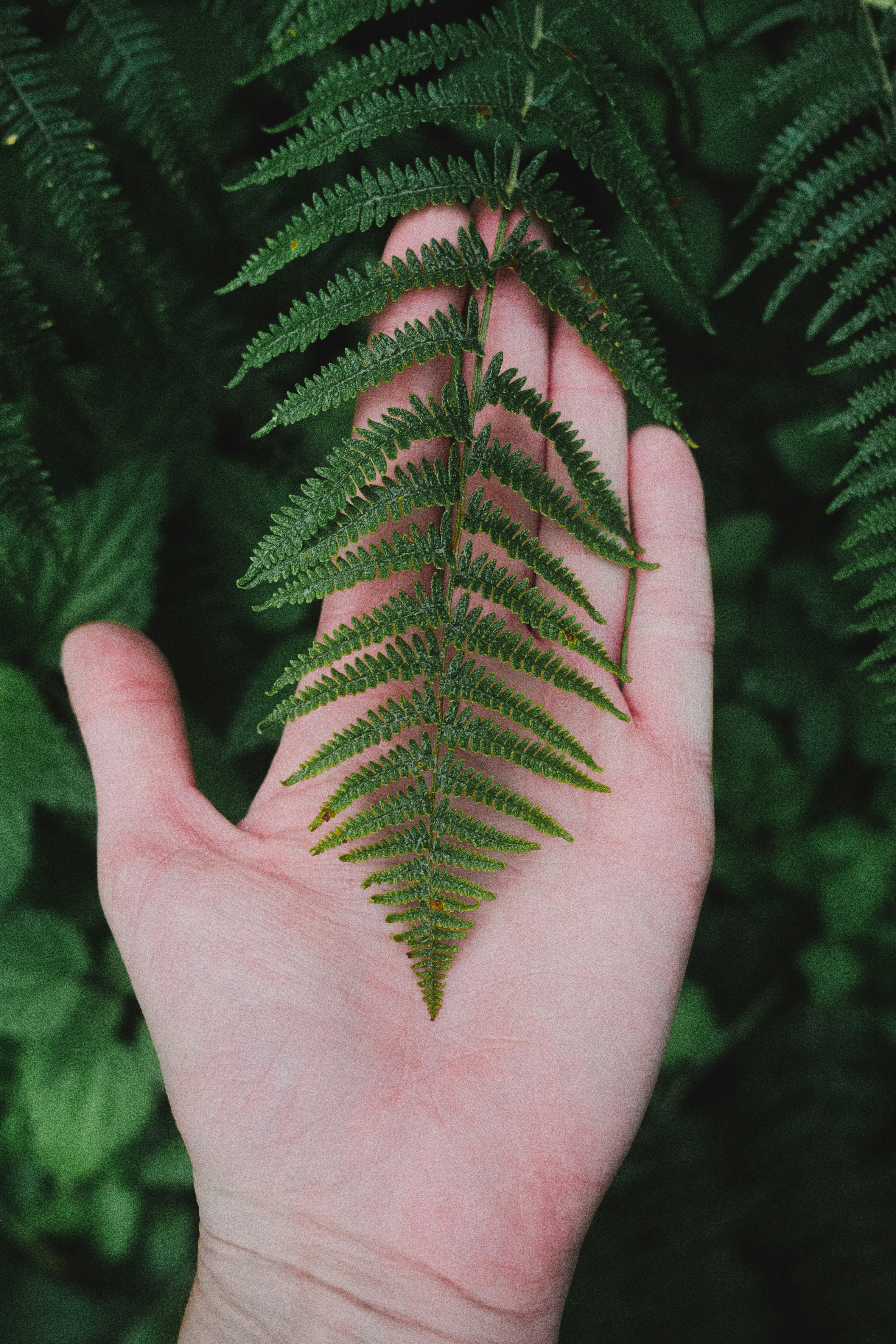 A Green Fern Frond Resting On An Open Human Palm HD mobile wallpaper