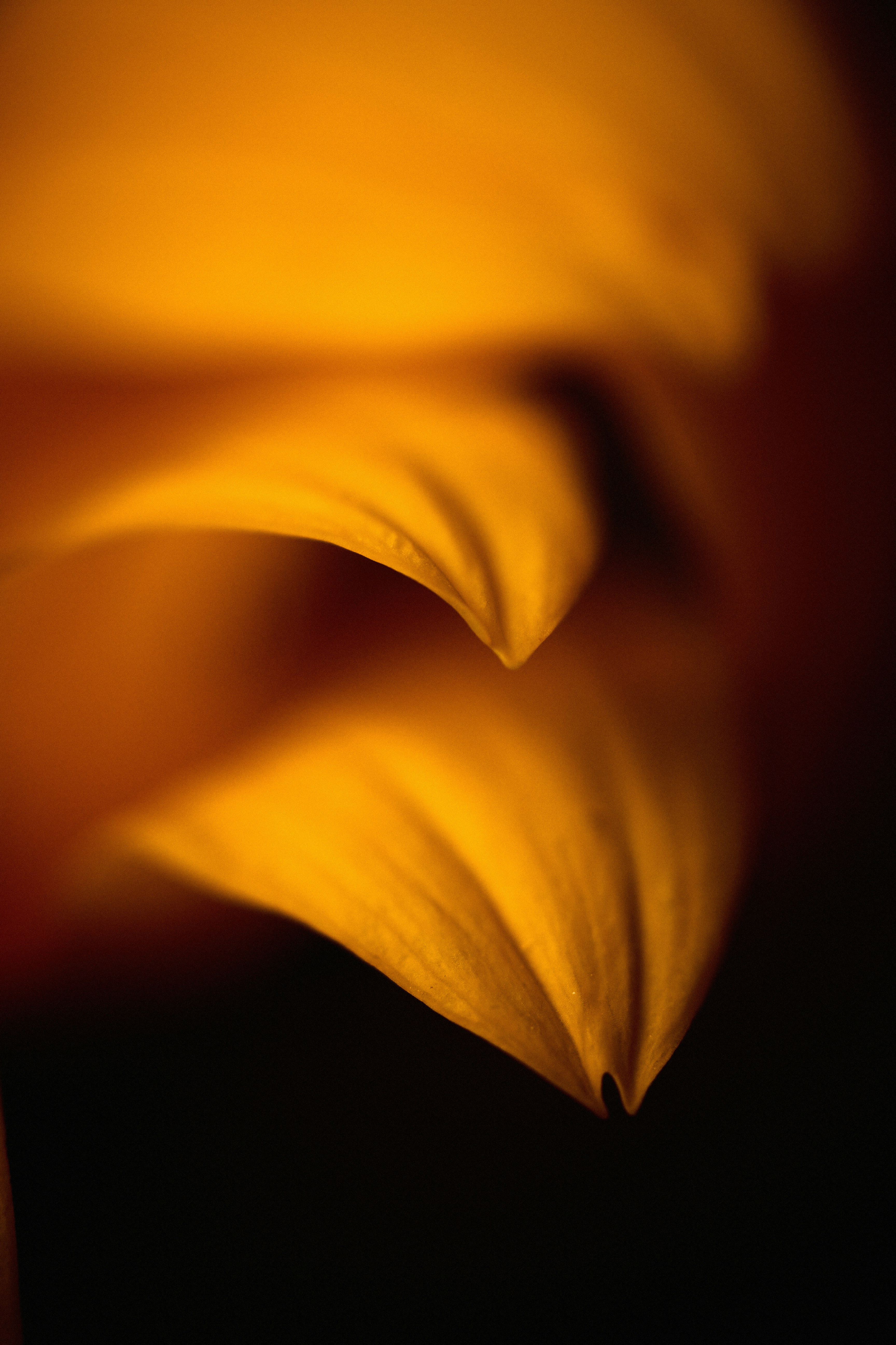 Golden Flower Petals Abstract HD mobile wallpaper