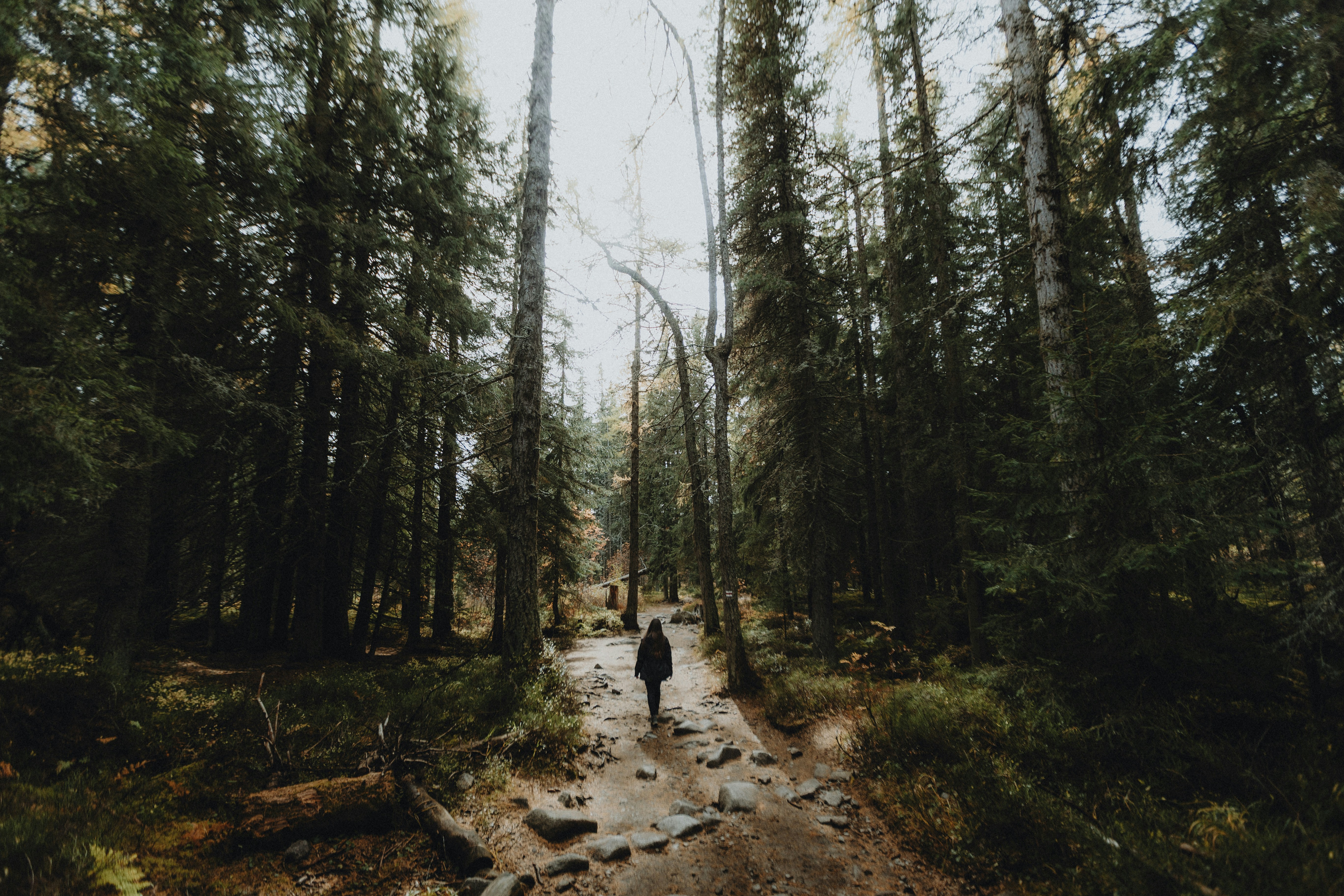 Forest HD mobile wallpaper