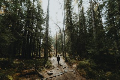 Forest wallpaper preview