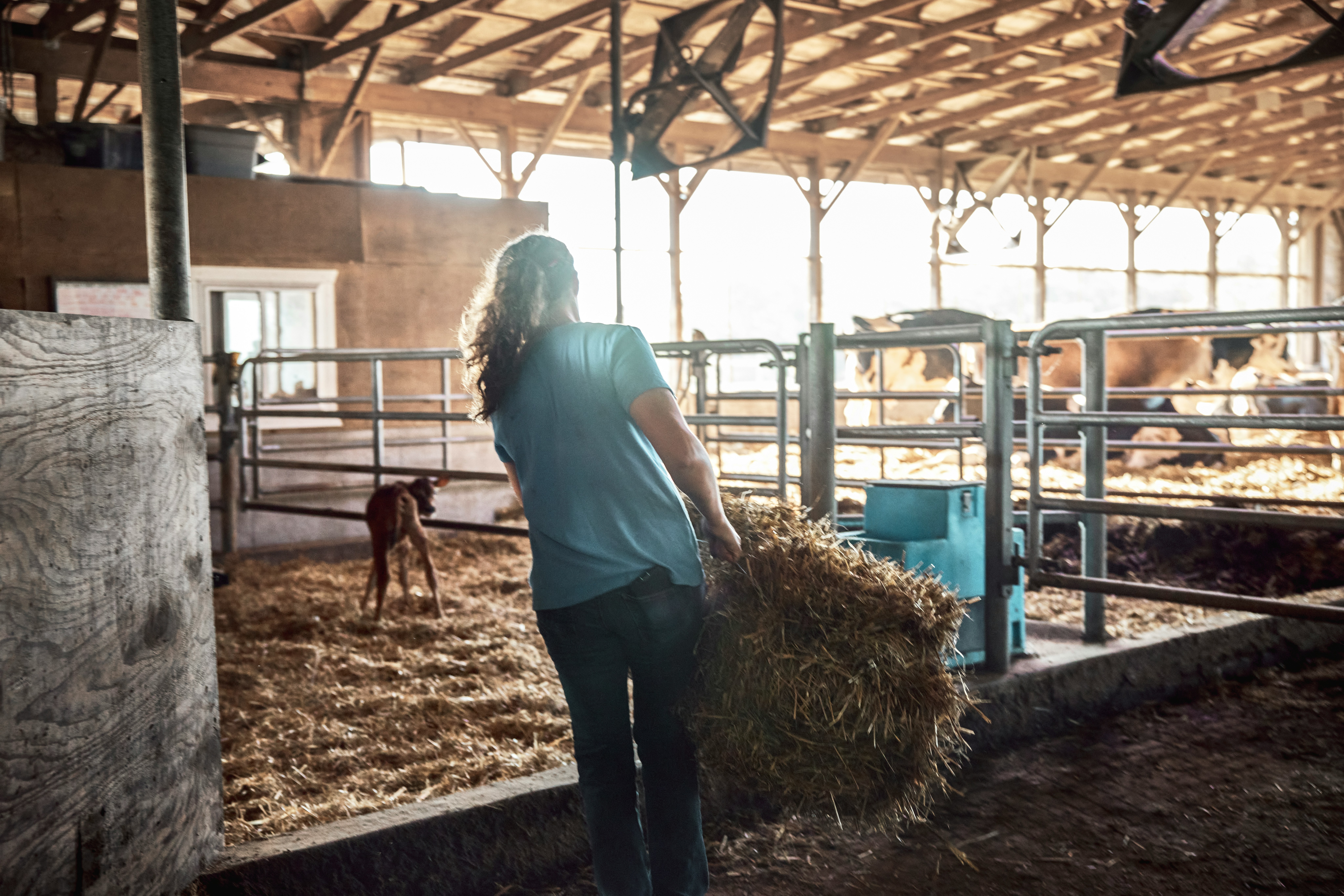 Woman Carrying Hay Through A Dairy Barn. Pennsylvania, USA. HD mobile wallpaper