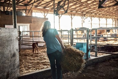 Woman Carrying Hay Through A Dairy Barn. Pennsylvania, USA. wallpaper preview