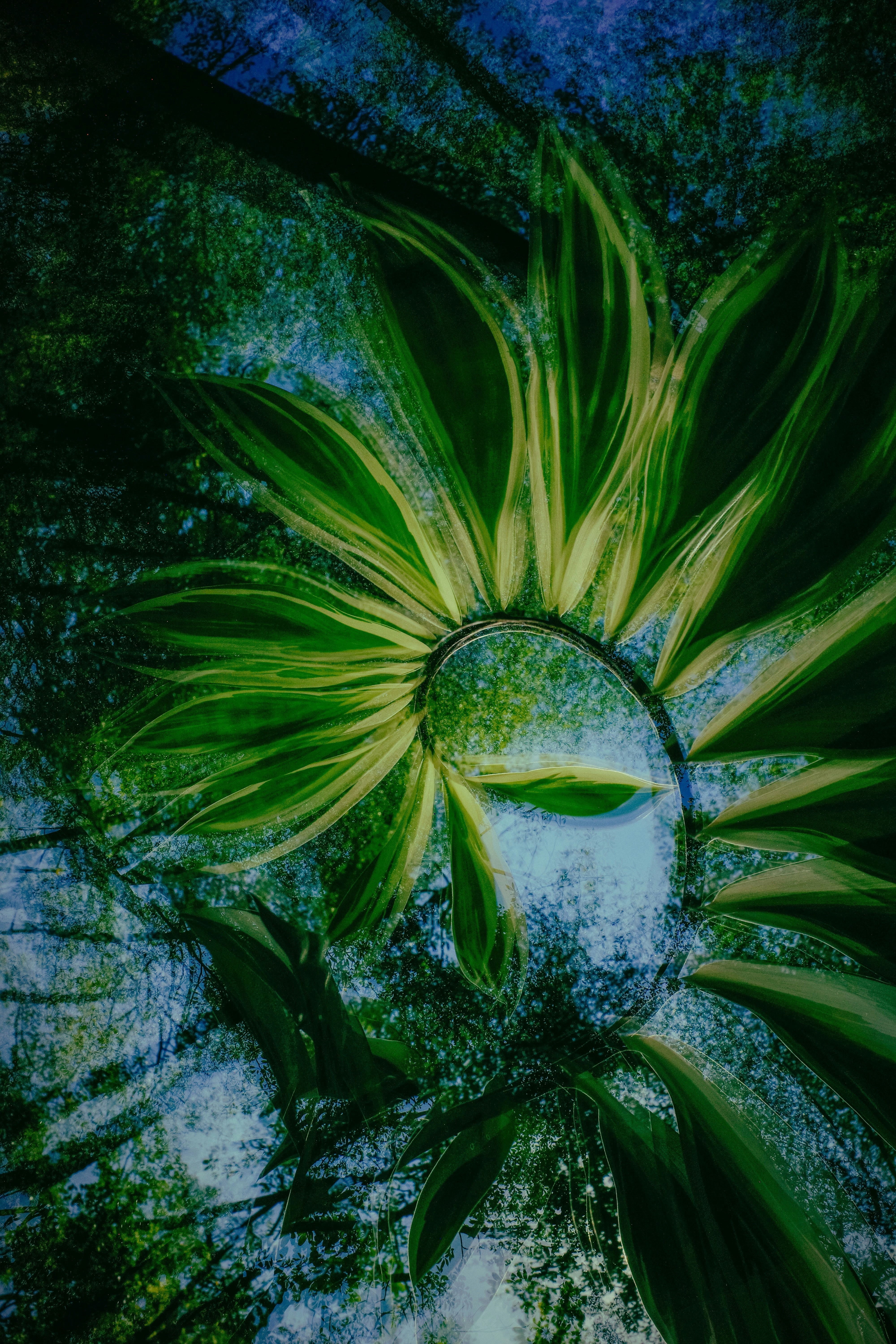 A Double Exposure Of Green Leaves And A Forest Canopy Against A Blue Sky HD mobile wallpaper