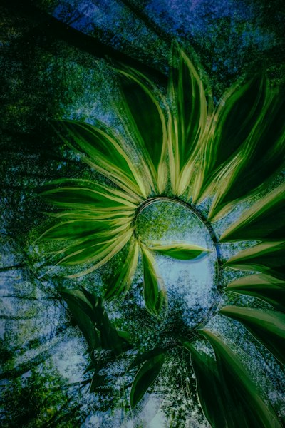 A Double Exposure Of Green Leaves And A Forest Canopy Against A Blue Sky wallpaper preview