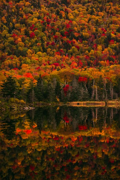 A Dense Forest With Vibrant Autumn Foliage Reflected In A Calm Lake wallpaper preview