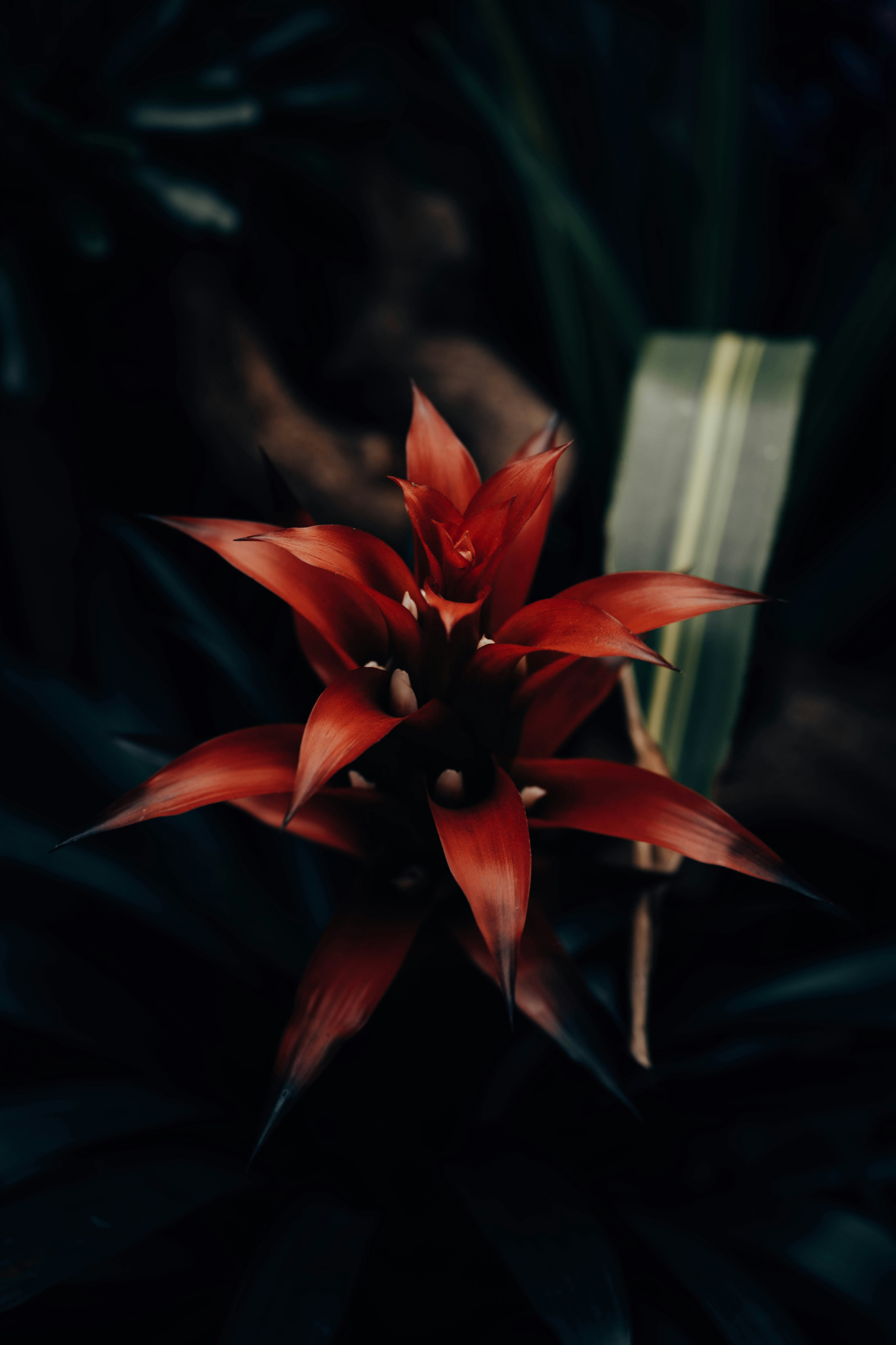 A Vibrant Red Bromeliad Flower Blooming Amidst Dark Green Foliage HD mobile wallpaper