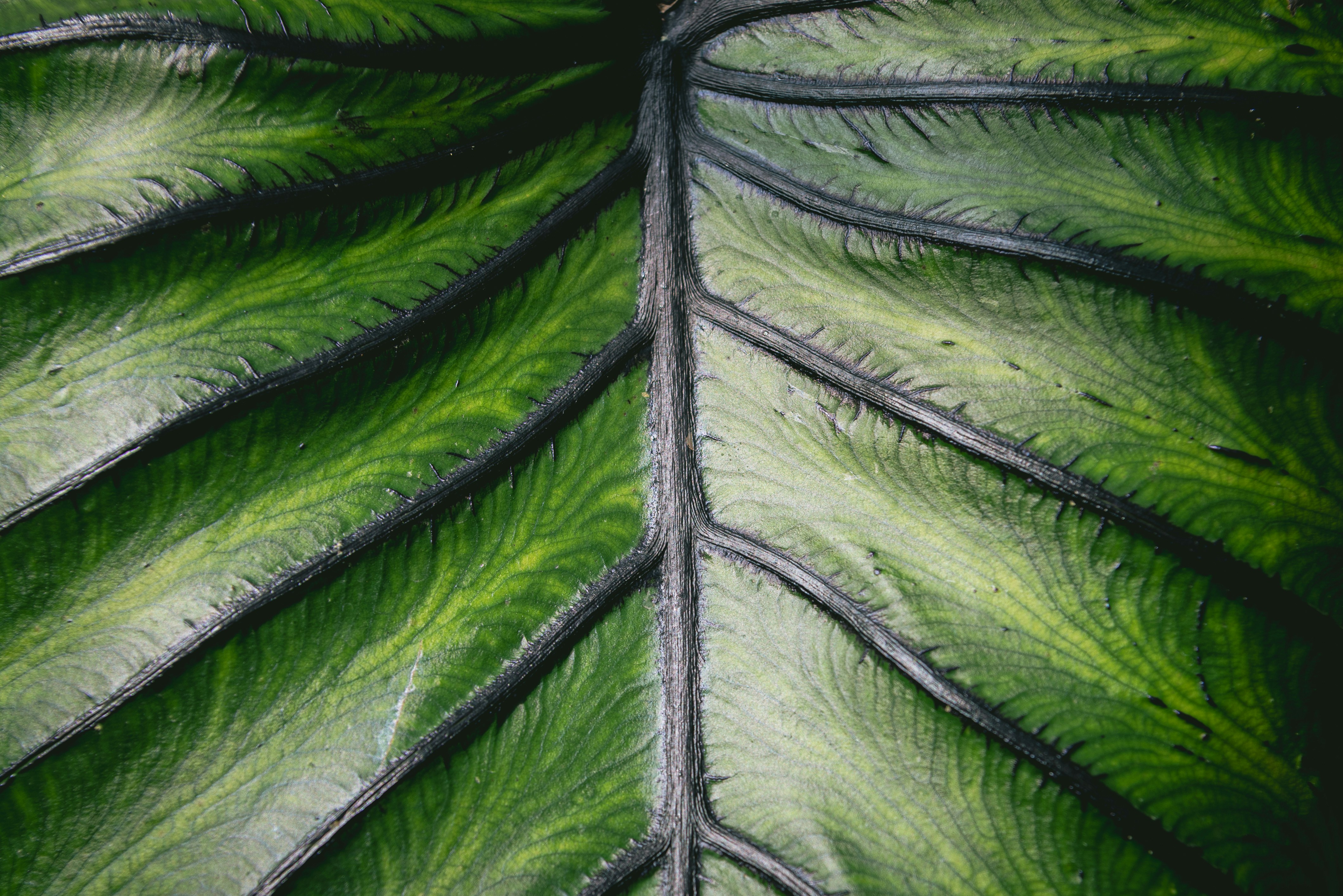 "Nature Has An Artist" HD mobile wallpaper