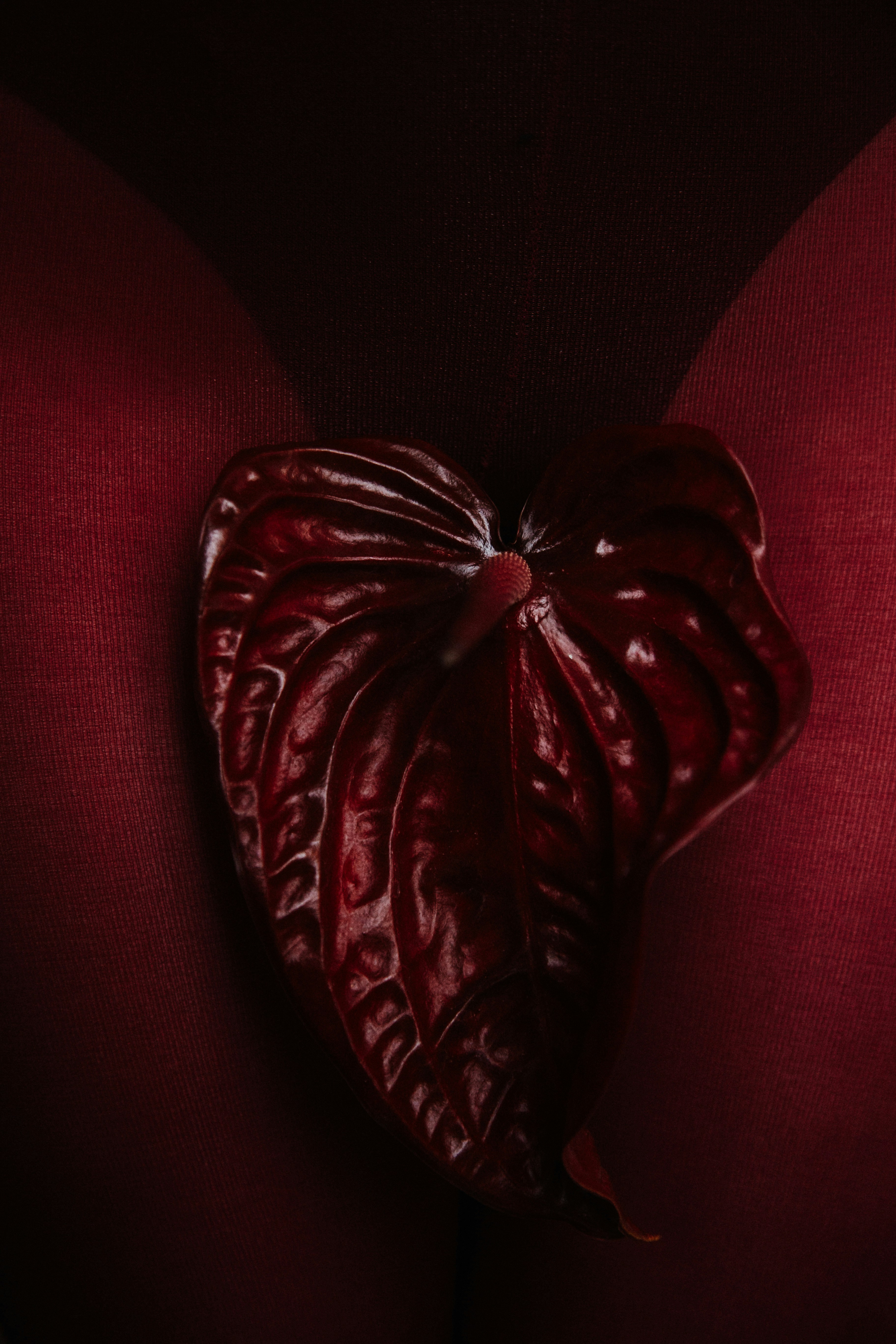 A Dark Red Anthurium Flower Against A Deep Burgundy Fabric Background HD mobile wallpaper