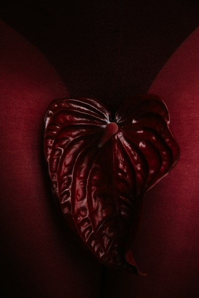 A Dark Red Anthurium Flower Against A Deep Burgundy Fabric Background wallpaper preview