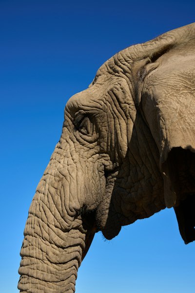 Profile View Of An Elephant Head With Wrinkled Grey Skin Against A Blue Sky wallpaper preview