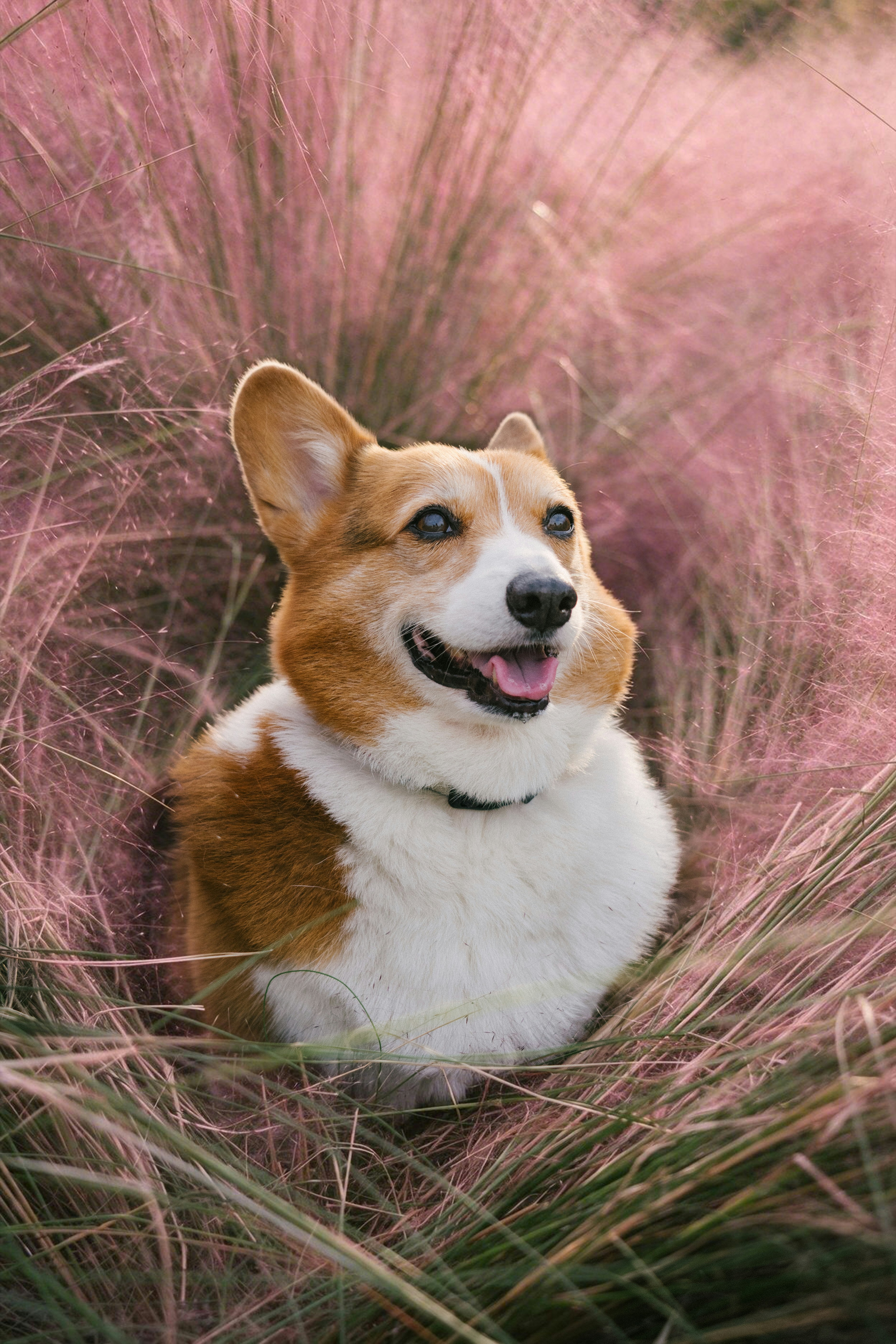 This Happy Corgi Rests Gently Among Soft Pink Muhly Grass. Warm Natural Light Wraps Around Its Fluffy Fur, Creating A Peaceful And Lovely Outdoor Moment. HD mobile wallpaper