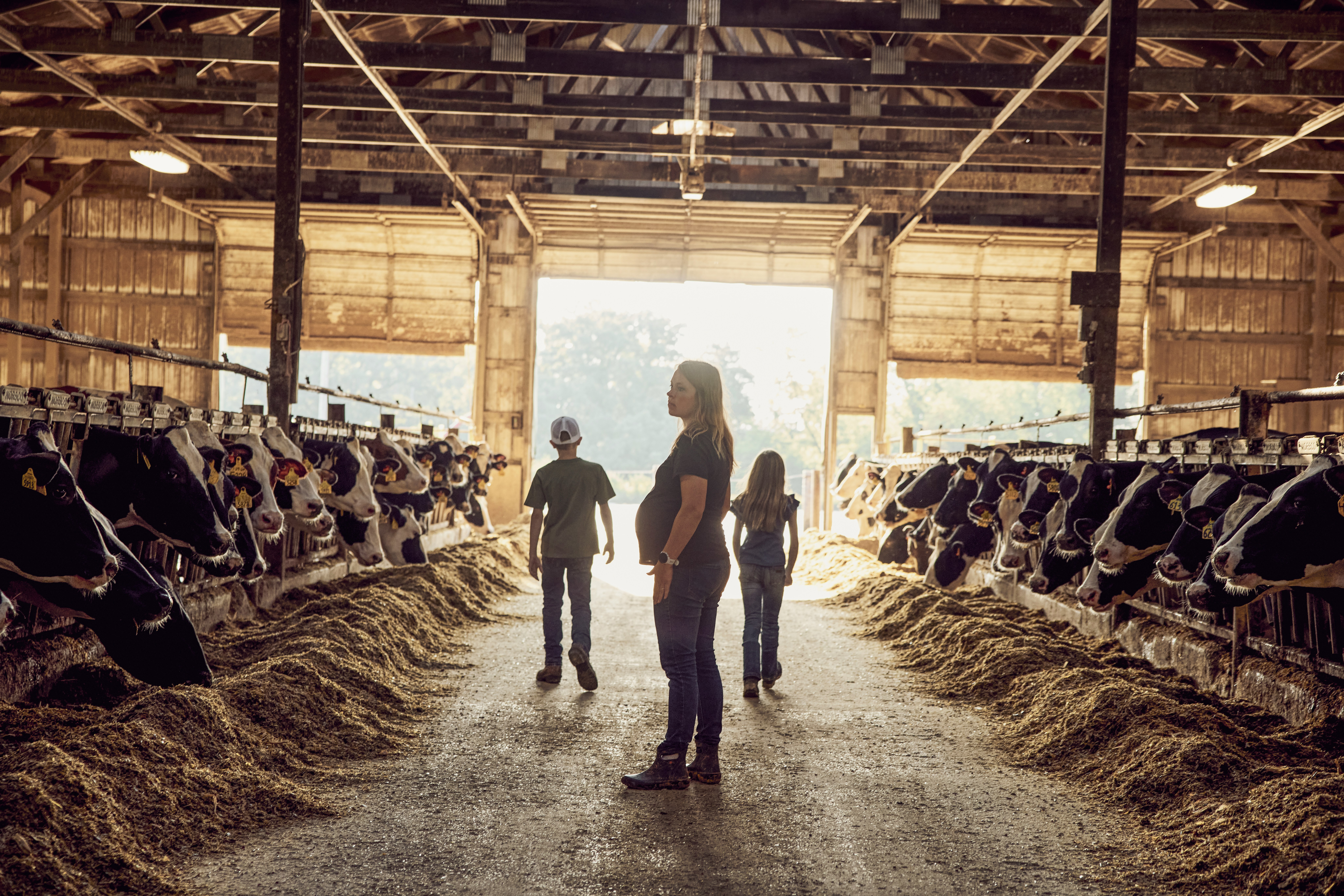 People Walking Between Rows Of Dairy Cows. Minnesota, USA. HD mobile wallpaper