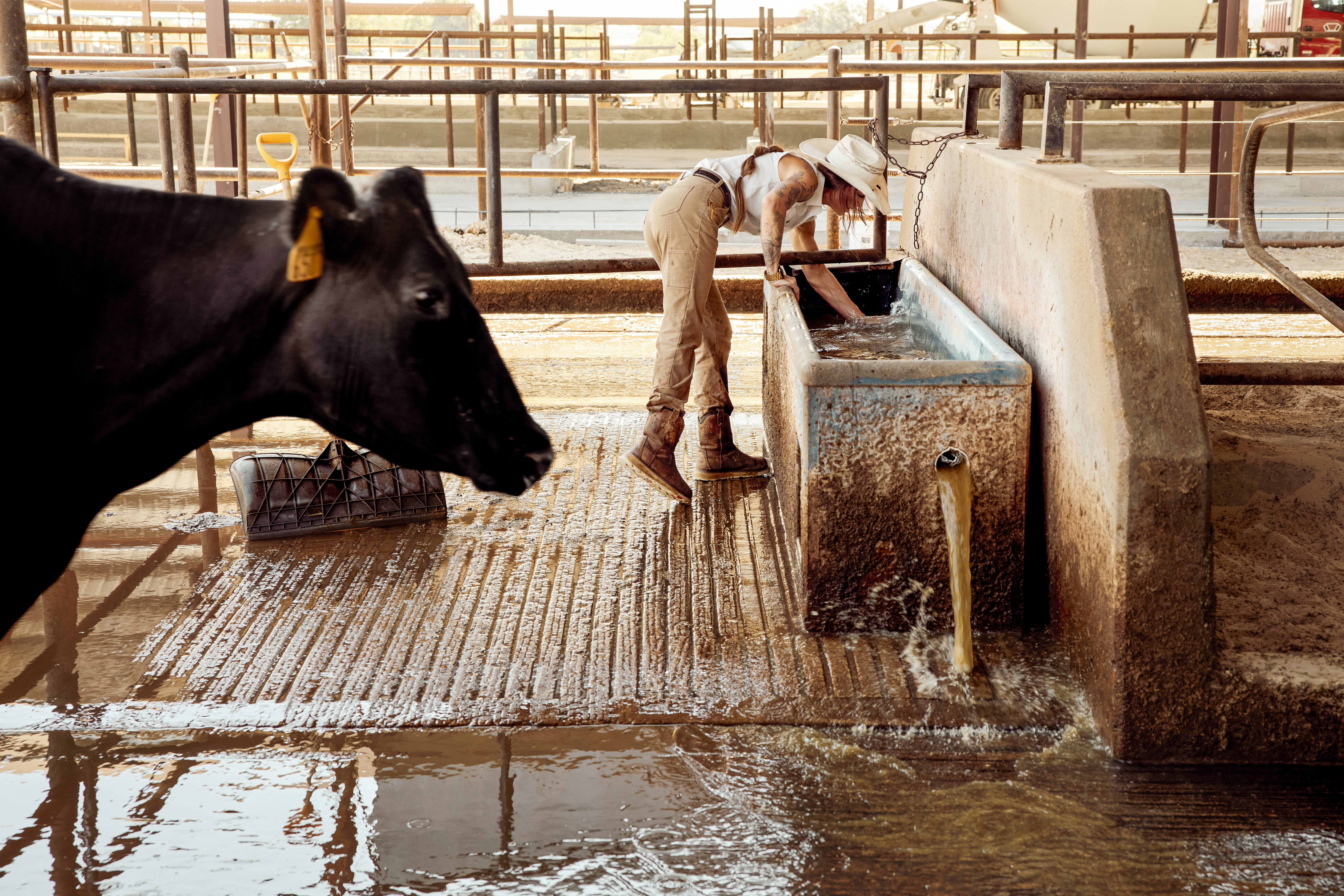 Cows Beside A Water Trough. Texas, USA. HD mobile wallpaper