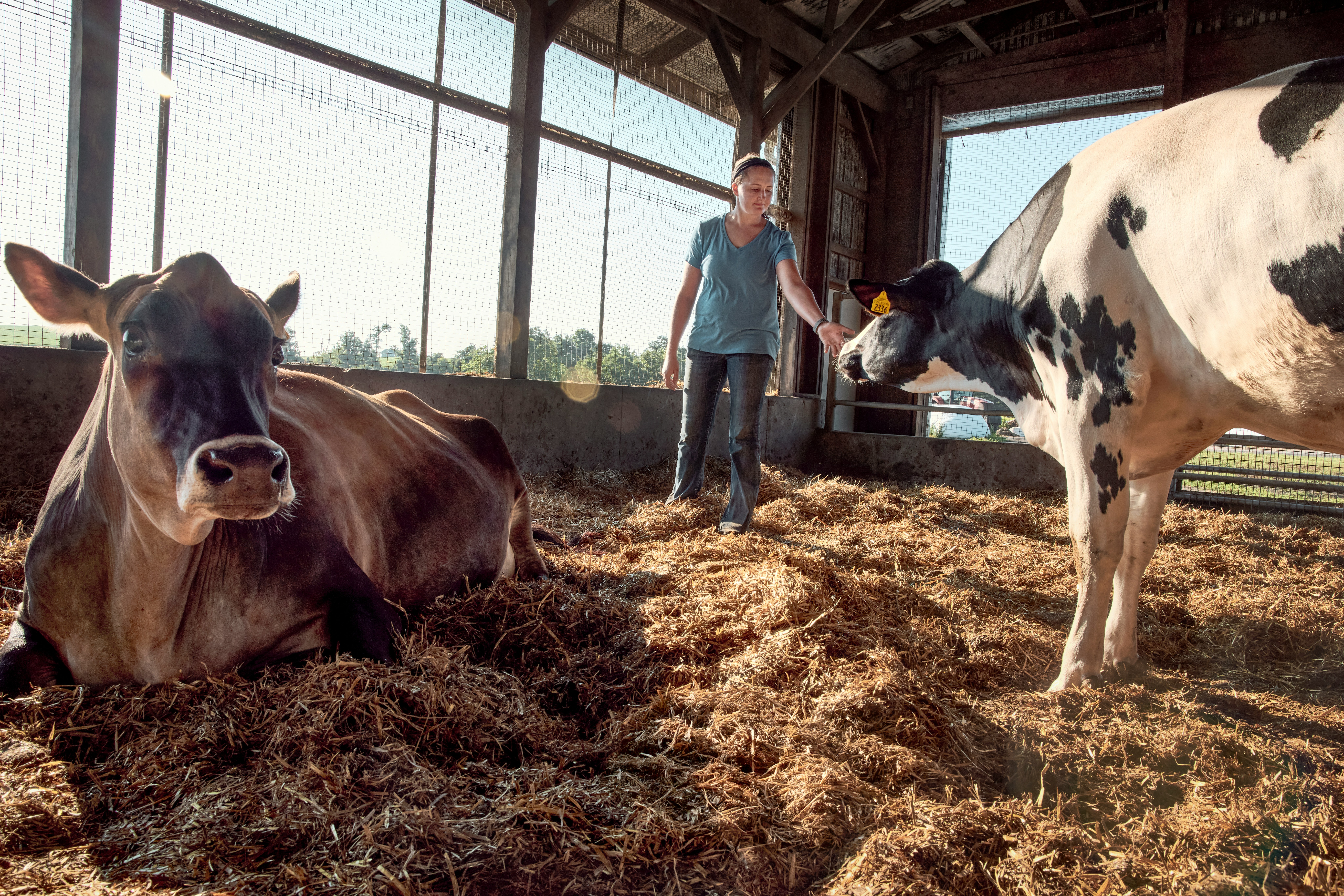 Woman Dairy Farmer Standing Among Cows In Barn. Pennsylvania, USA. HD mobile wallpaper