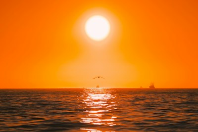 低阳照海，鸟影翱翔