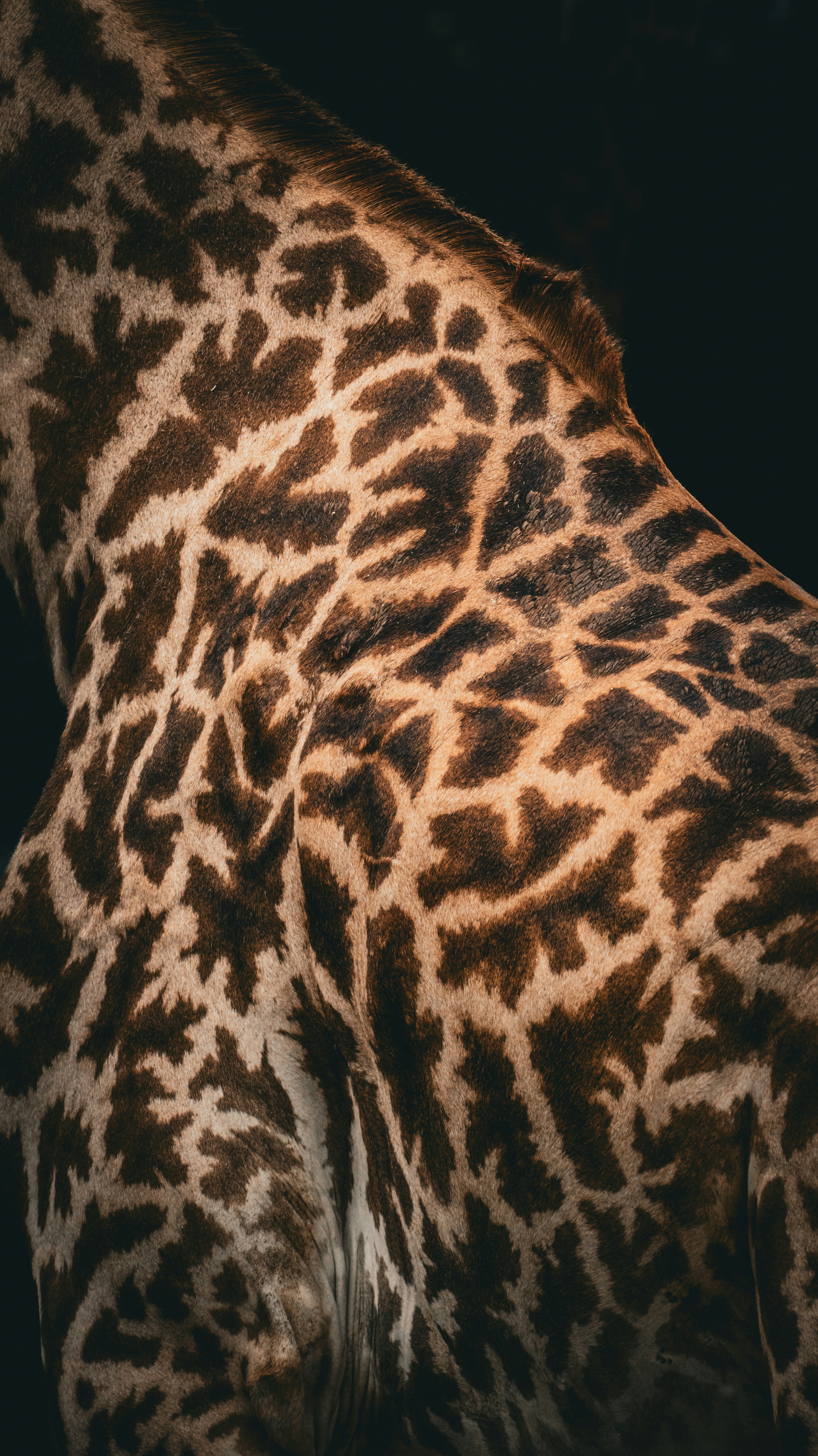 Abstract Close Up Of A Giraffe's Neck And Shoulder HD mobile wallpaper
