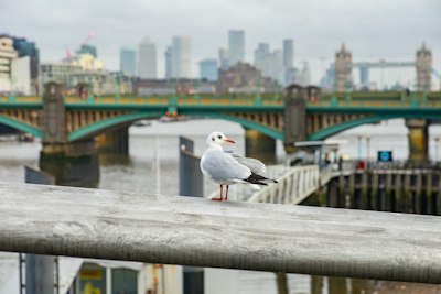 A Gull On The Millennium Bridge In A Misty London UK wallpaper preview