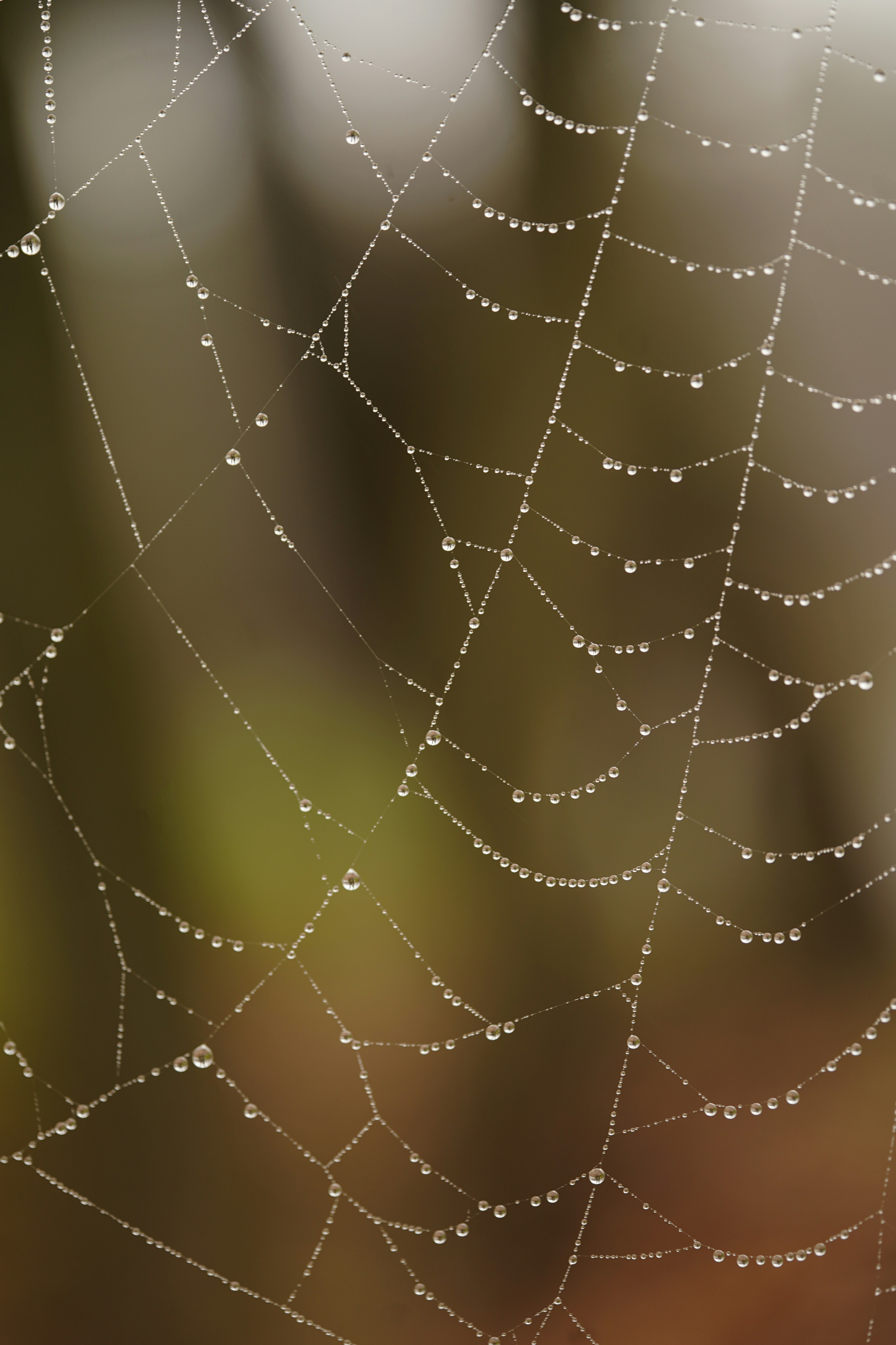 Spider Web Covered With Dew Drops In Macro HD mobile wallpaper