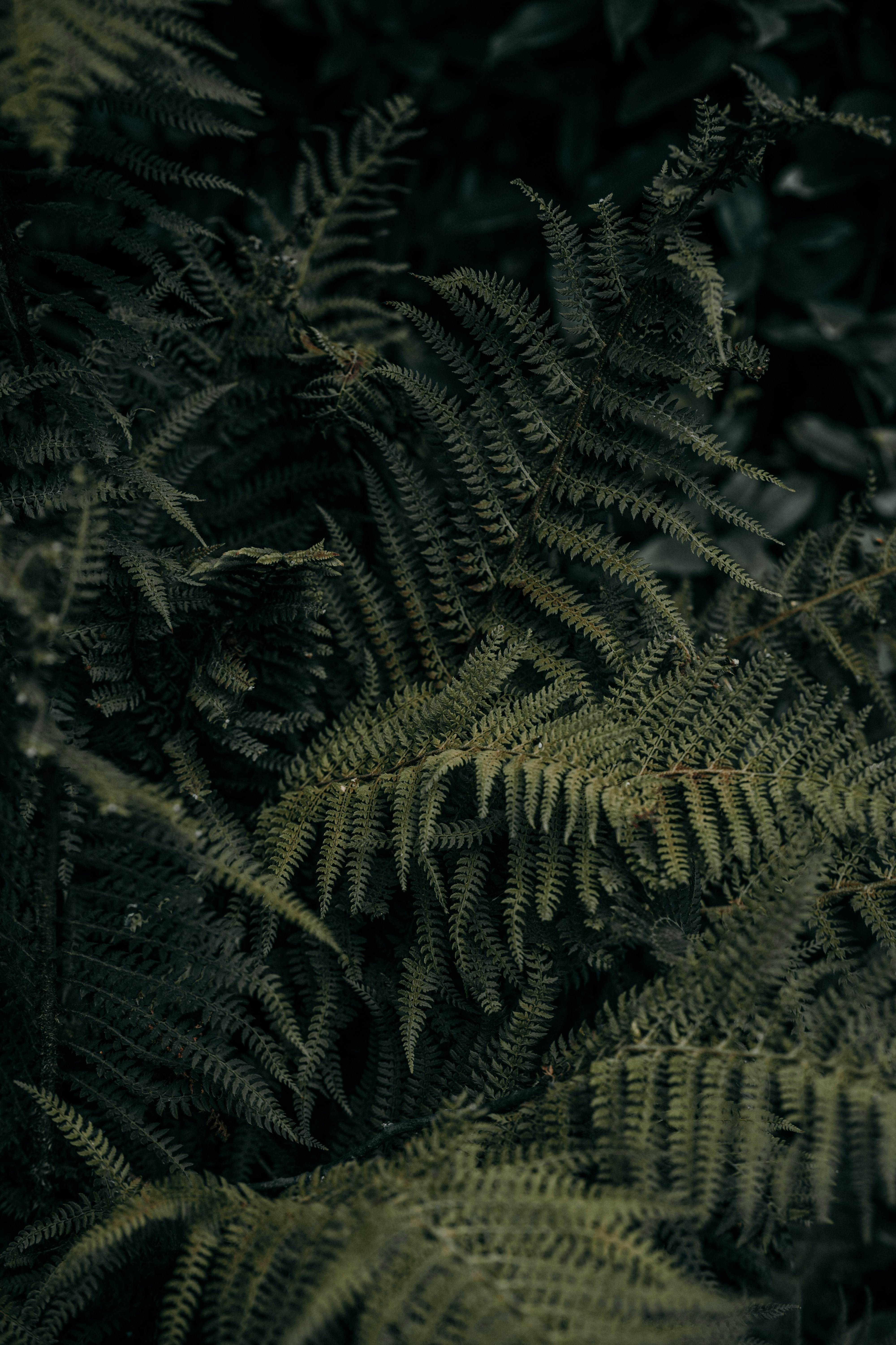 Dark Green Fern Fronds With Intricate Leaves In A Dense Forest HD mobile wallpaper
