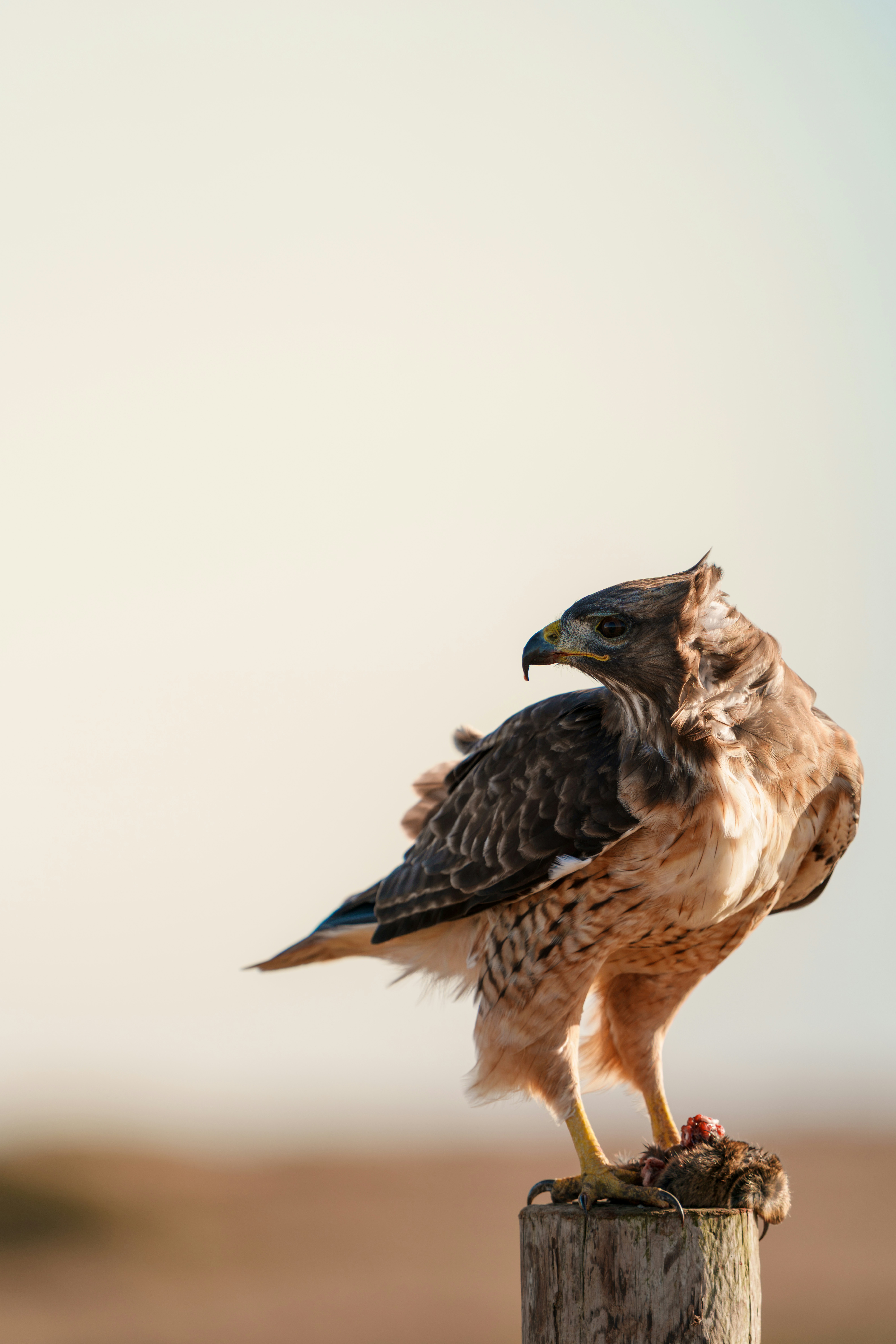 Hawk At Sunset In Point Reyes National Seashore HD mobile wallpaper