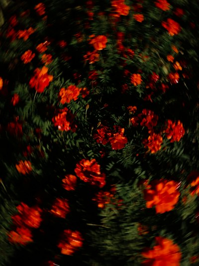 暗綠環繞紅橙花 抽象流動旋渦桌布預覽